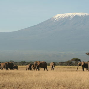 Kilimanjaro- Fern mit Herde