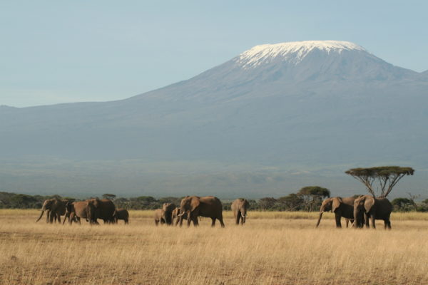 Kilimanjaro- Fern mit Herde