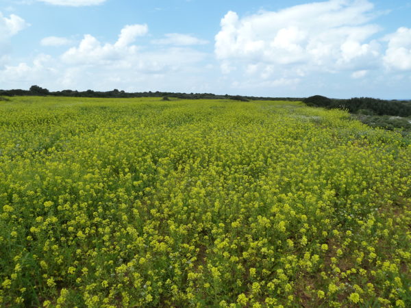 Nordzypern, Blumenwiese