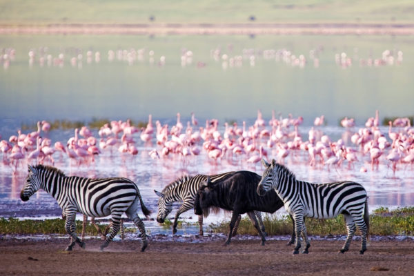 Zebras und Flamingos in Tansania