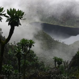 Ruwenzori –Trekking & Gorillas