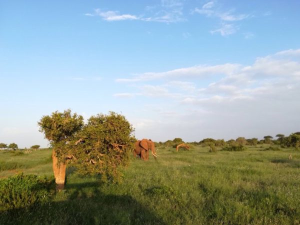 Kenia Reise - Elefant