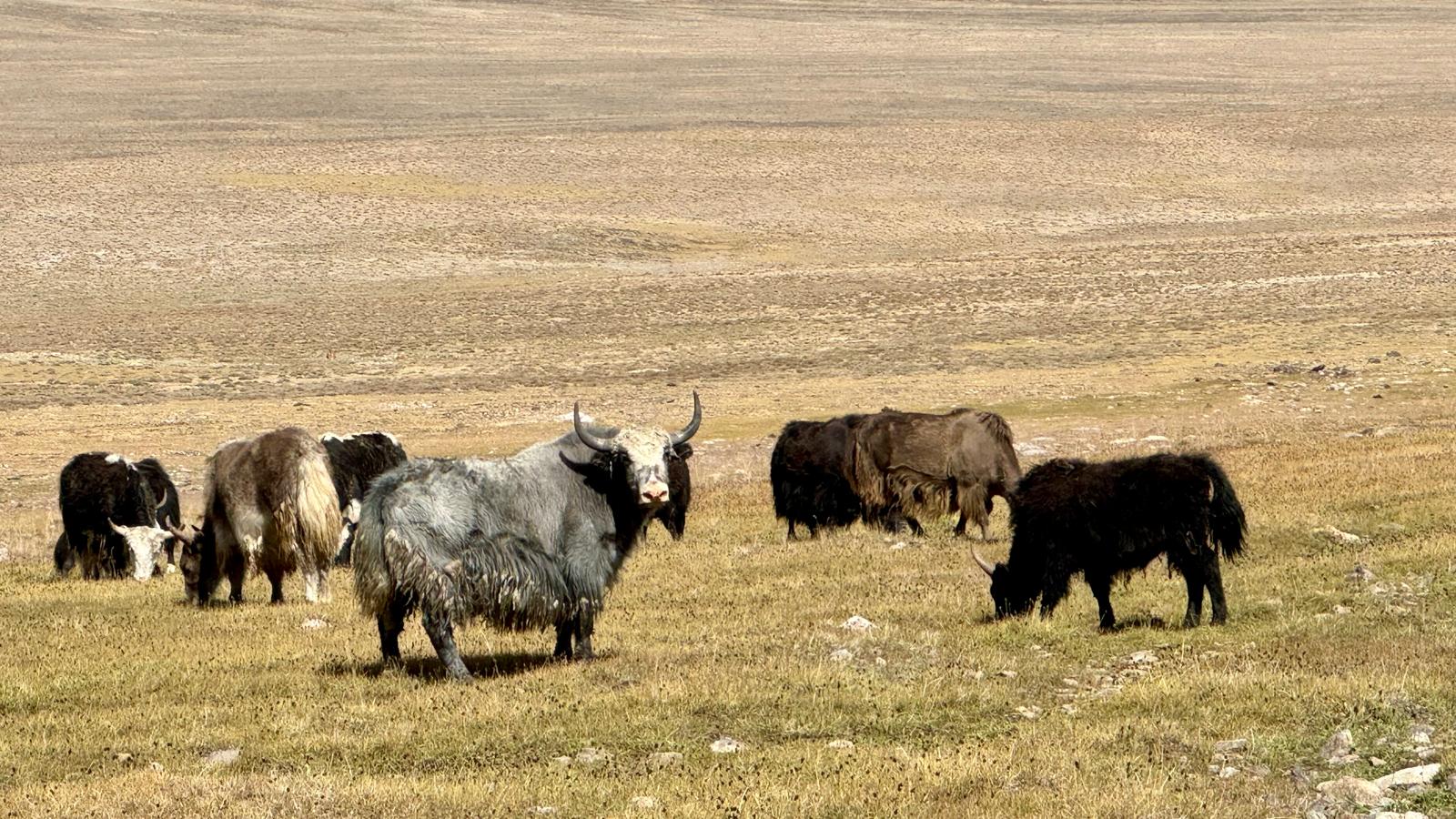 Pamir-Highway: 11 Tage Tadschikistan & Kirgisistan – Bild 5