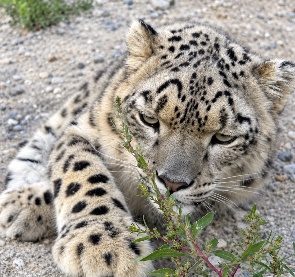 Pamir-Highway: 11 Tage Tadschikistan & Kirgisistan – Bild 10
