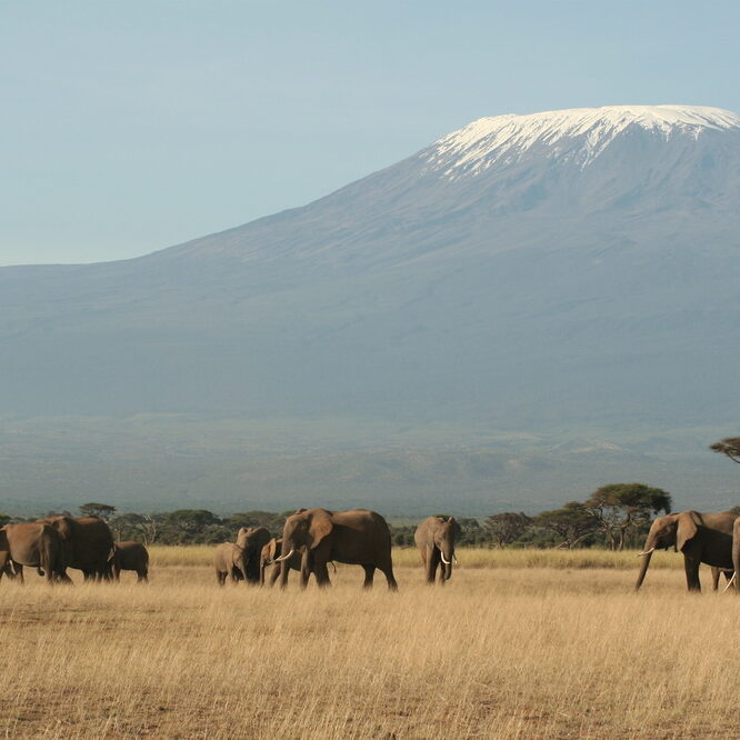 Kilimanjaro Bild 3 (Fern mit Herde)